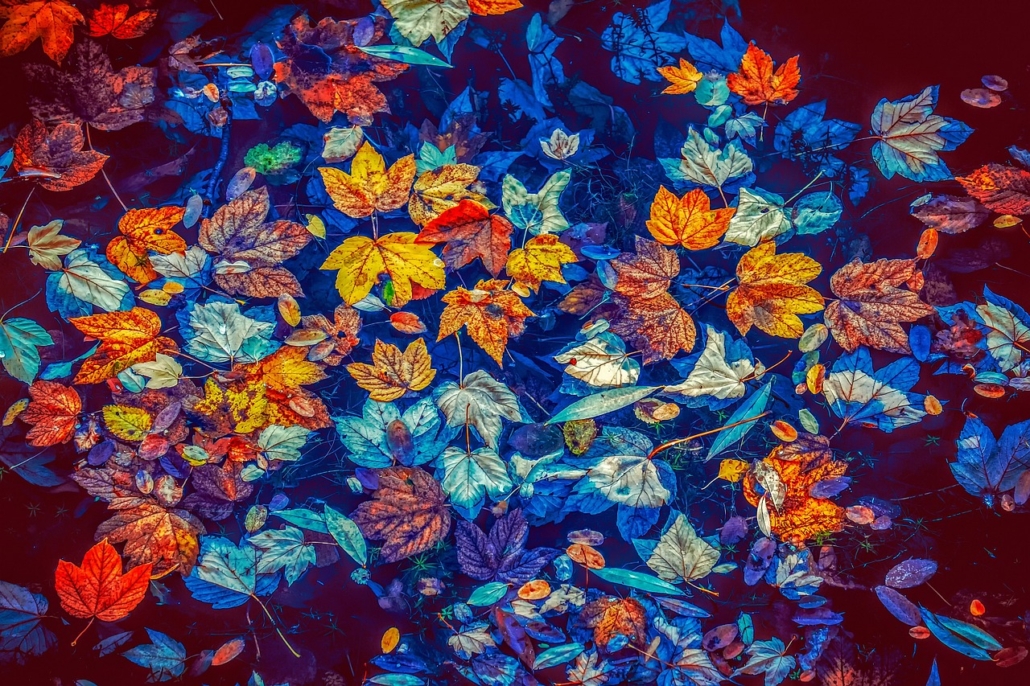 Different coloured leaves floating on water to represent autumn